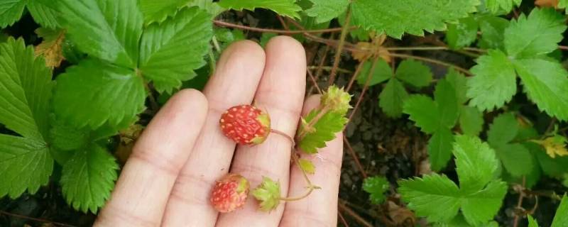 高粱果可以种植吗（高粱果可以种植吗）