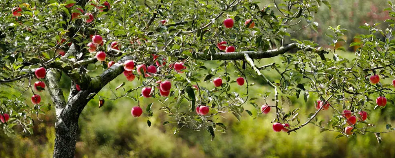 高氯甲维盐在苹果树上的应用（高氯甲维盐在苹果树上的应用有哪些）