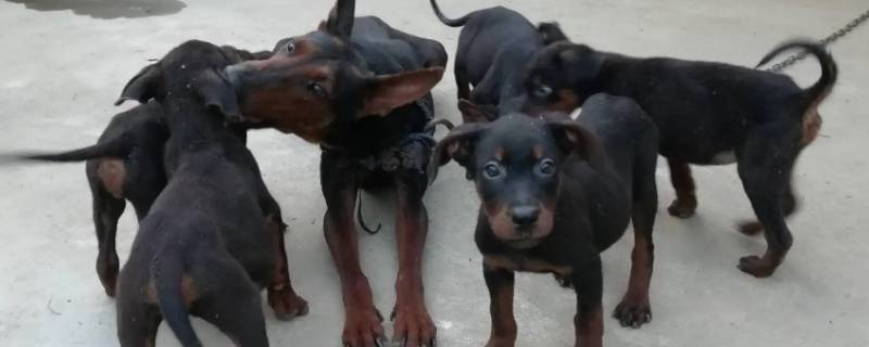 成年莱州红犬一天能吃多少 成年莱州红犬一天能吃多少斤狗粮