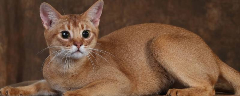 至尊猫头像有情侣的吗 至尊猫头像有情侣的吗