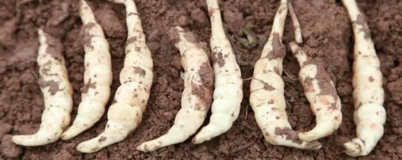 干货店卖的像人参的是什么（干货店卖的像人参的是什么品种）