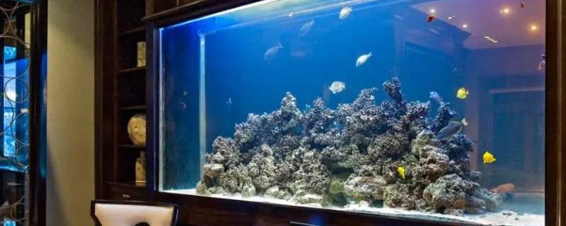 no1鱼缸水泵怎么样（鱼缸水泵评测）