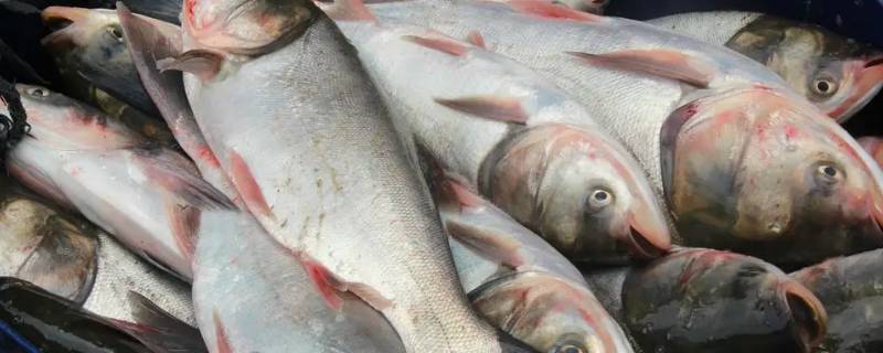 湛江钓鱼用的鱼肥叫什么鱼 湛江养什么鱼比较多