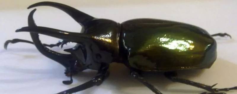 长戟大兜虫认主人吗 长戟大兜虫