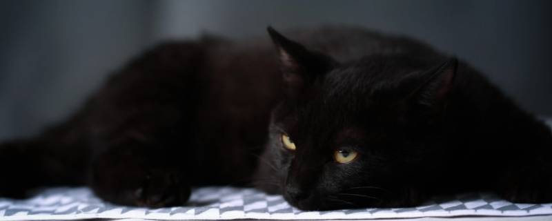 黑猫的顺毛方法 给猫猫顺毛