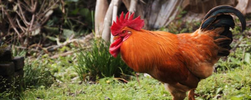 起舞翻书得大功打一生肖