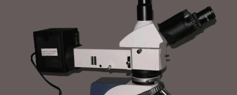 显微镜多少倍能看到白僵菌（显微镜多少倍能看到真菌）