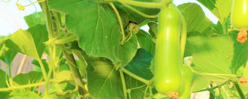 蒲子要煮多久 蒲子要煮多久熟