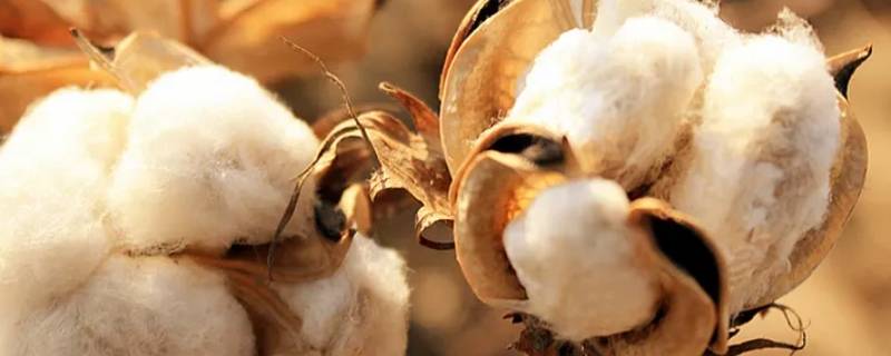 穗集锦什么材料