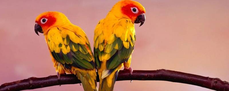 鹦鹉影片是什么意思 鹦鹉说电影