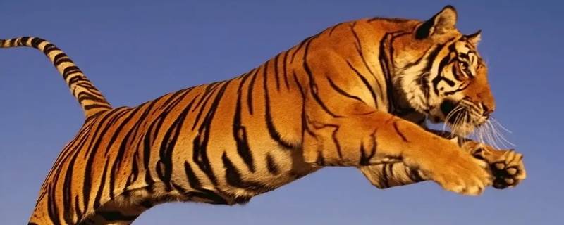 大智大勇打一生肖（大勇是什么生肖）