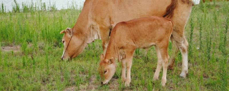汗如雨下打一生肖 挥汗如雨生肖