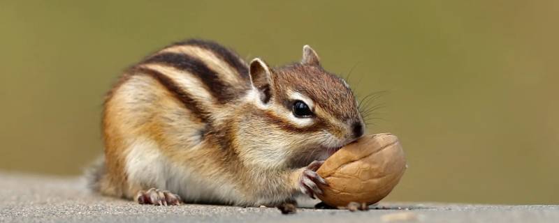 目光短浅打一动物生肖（什么生肖是目光短浅动物）