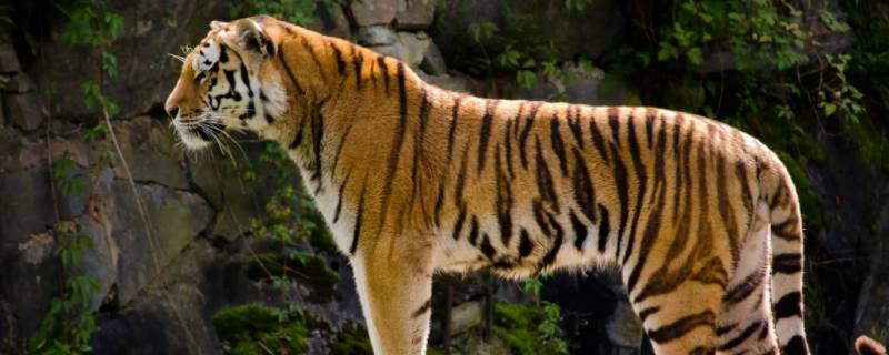 王者天下的动物打一正确生肖（王者打一生肖里面什么动物）