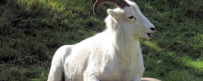 本性使然不为贱打一生肖 无贱不为贱是什么生肖