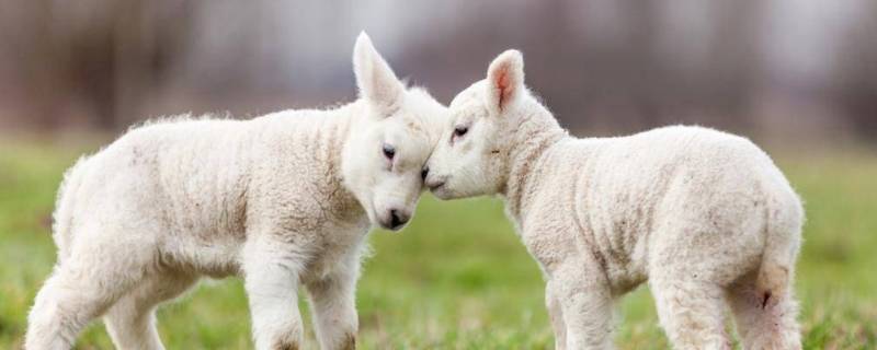 风光无限打一动物 无限风光猜一动物