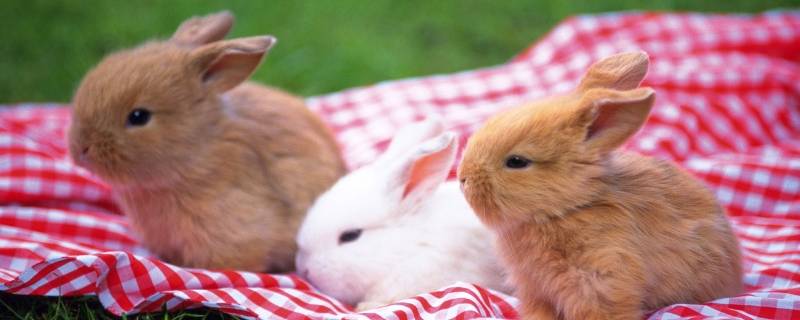 望字打一生肖 望字打一生肖是什么