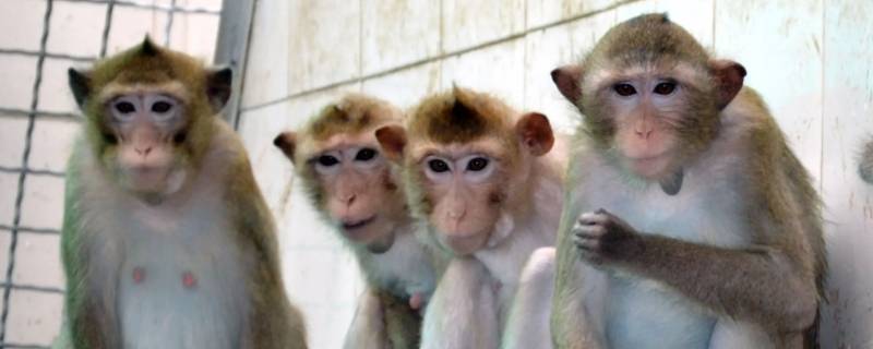 大地万物打一生肖 大地万物打一生肖什么动物