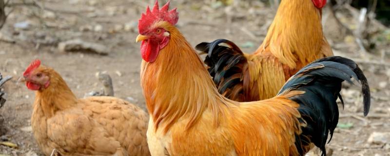 海阔天空打一准确生肖 海阔天空猜生肖