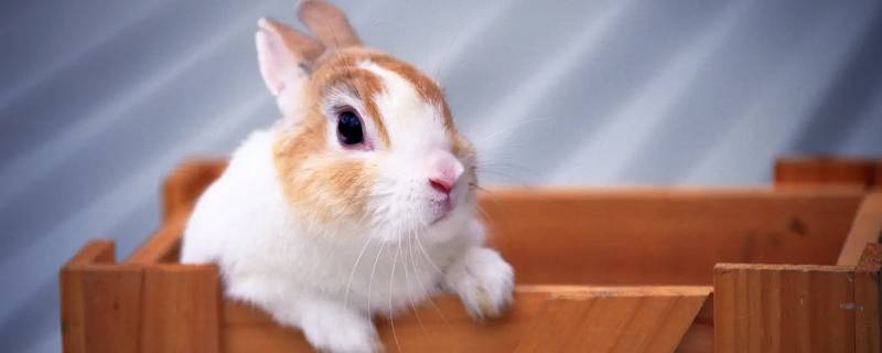 措置有方打一生肖（想方设法打一个生肖）