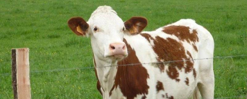 天各一方打一动物 天各一方打一动物答案