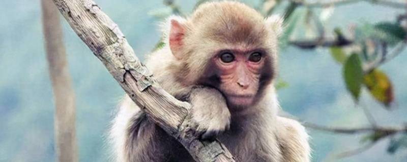 三五十二要加四打一生肖（解得十四与三五打一生肖）