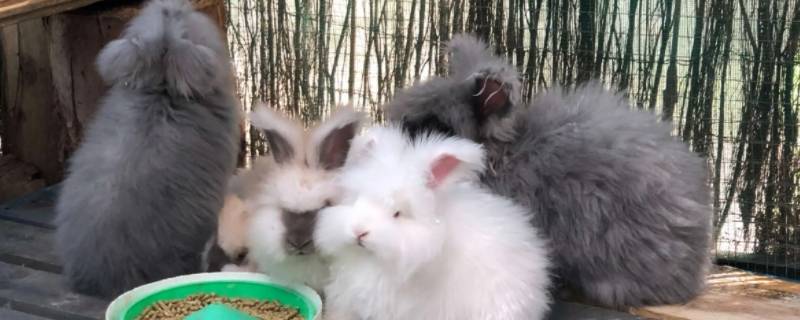 心如止水猜一动物 心如止水打一动物