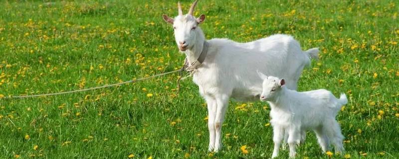 承平盛世打一生肖