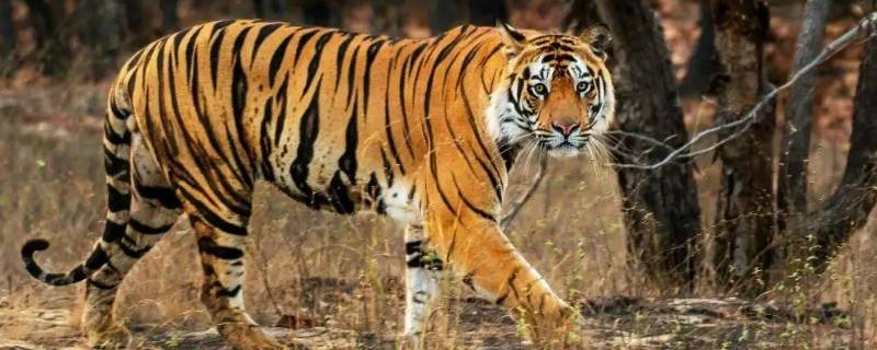 玩字打一生肖（用字打一生肖）