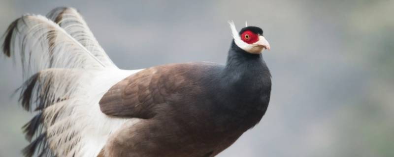 海阔天空打一动物（海阔天空打一动物数字）