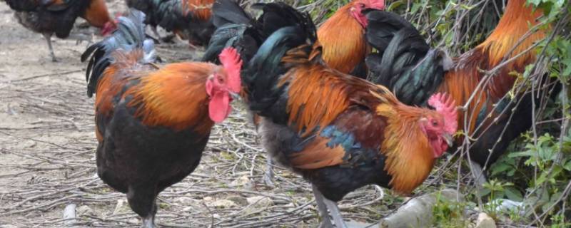 无水走一下有水不开船打一生肖（无水走天下有水不开船打一生肖）