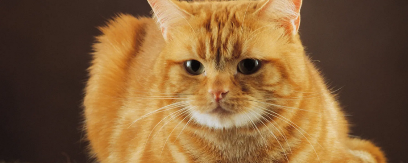 猫咪什么着鼻子填空（猫什么着鼻子填词）