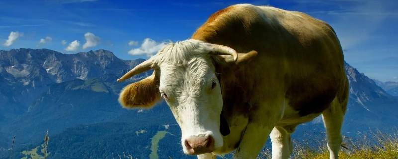 以一知万打生肖（知,打一肖）