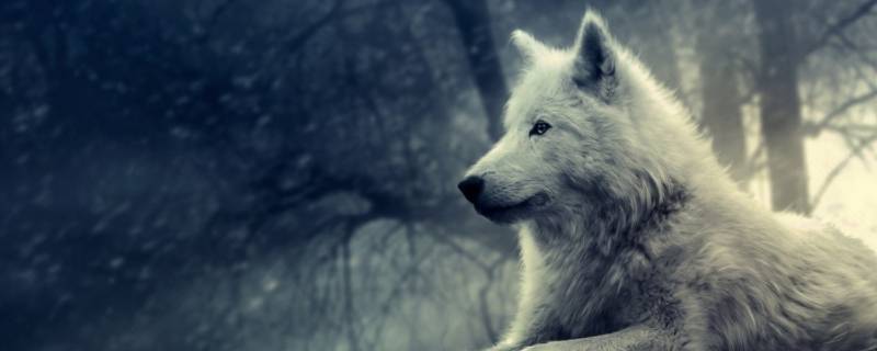 什么狼不吃人三个字（什么狼不吃人三个字成语）