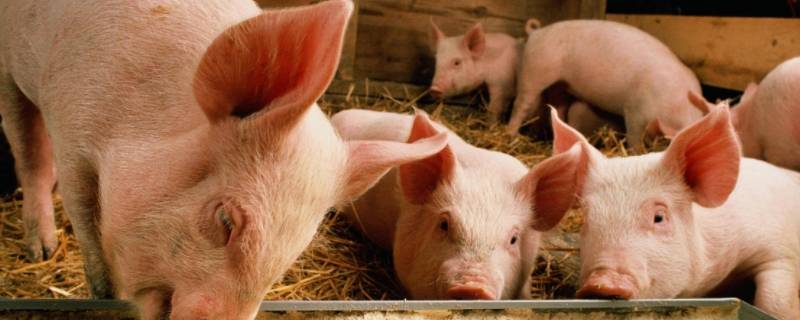 独守空房打一生肖（独守空房打一生肖?）