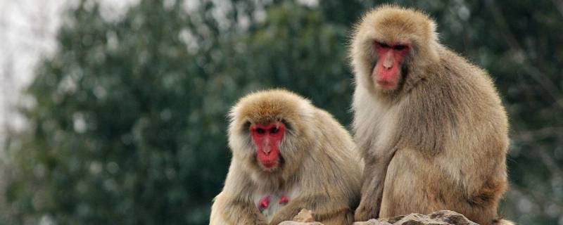 和打一生肖（什么动物心平气和打一生肖）