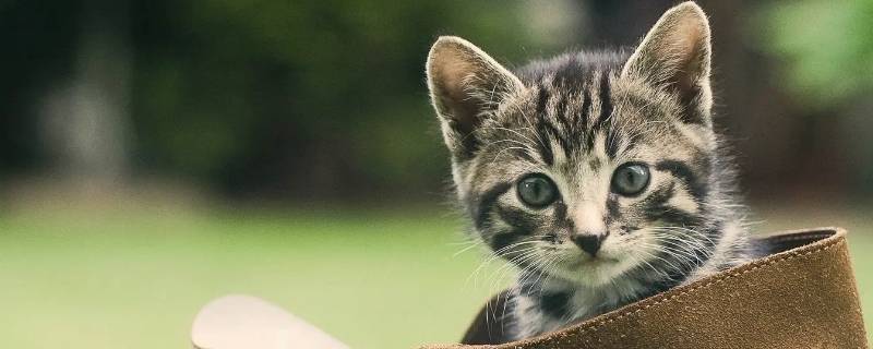猫什么着鼻子填动词（猫是什么着鼻子填动词）