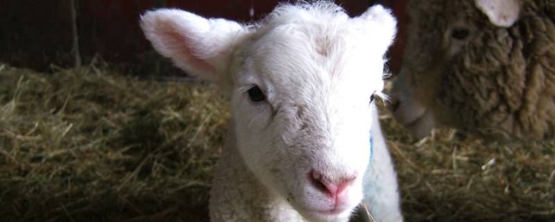 地下藏书打一生肖 地下藏书什么肖