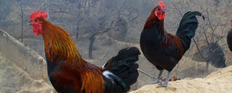 重见天日是打一动物 重见天日是打一动物是什么生肖