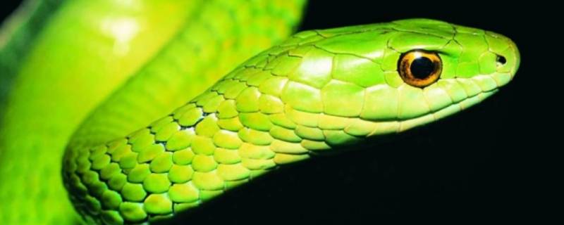 一干二净打一生肖 一干二净猜生肖