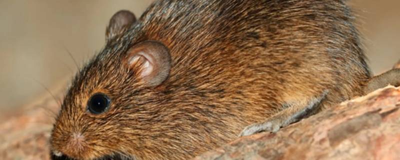 同胞三姐妹打一生肖 兄弟姊妹打一生肖