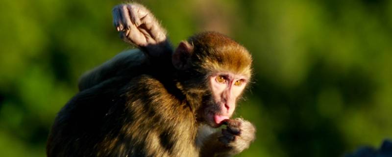 童心未泯打一生肖 童心未泯喜玩耍打一数字