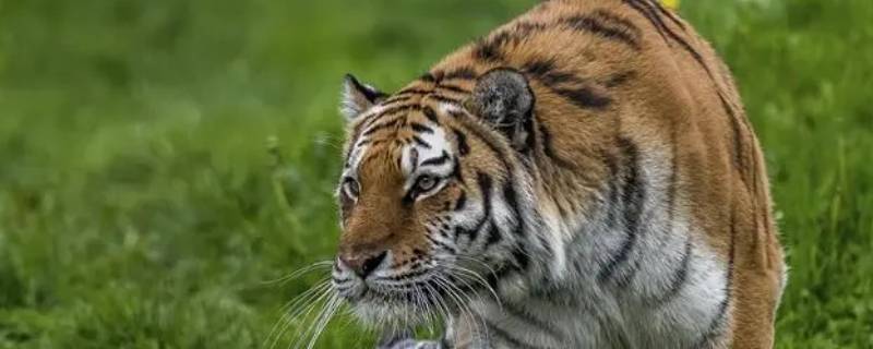 独霸森林打一动物 独霸森林猜一肖