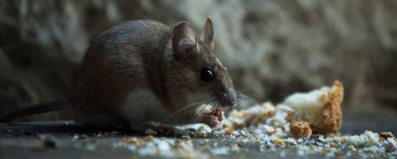 居功自傲打一生肖 居功自傲猜生肖