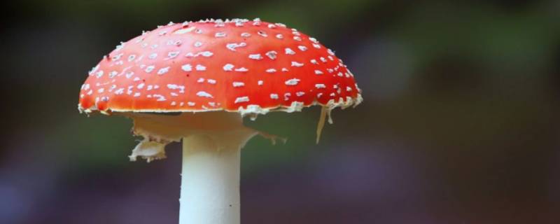 蘑菇是特马打一数字 蘑菇是特马猜一生肖