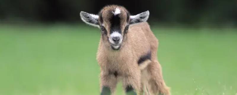 破土而出打一生肖 破土而出 的意思