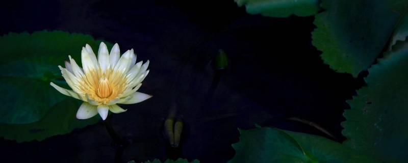 只可远观不可亵玩焉什么意思 只可远观而不可亵玩是什么意思