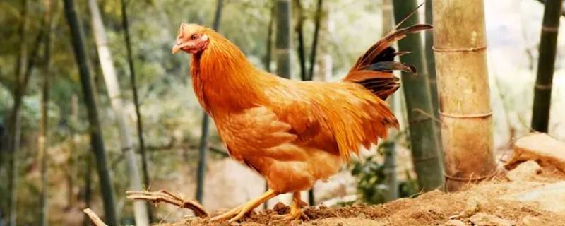 骄阳似火打一正确生肖 骄阳似火出什么生肖
