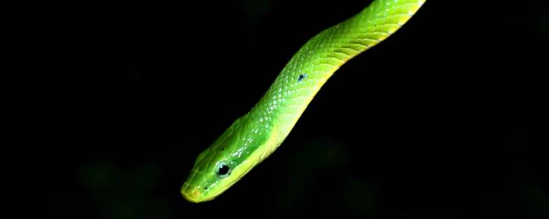 丹书铁券打一动物 丹书铁券故事