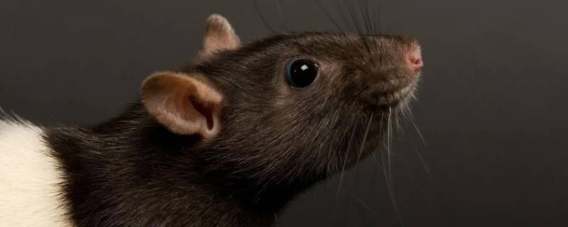 哭了半天不知谁死了打一生肖（嚎啕大哭打一生肖）